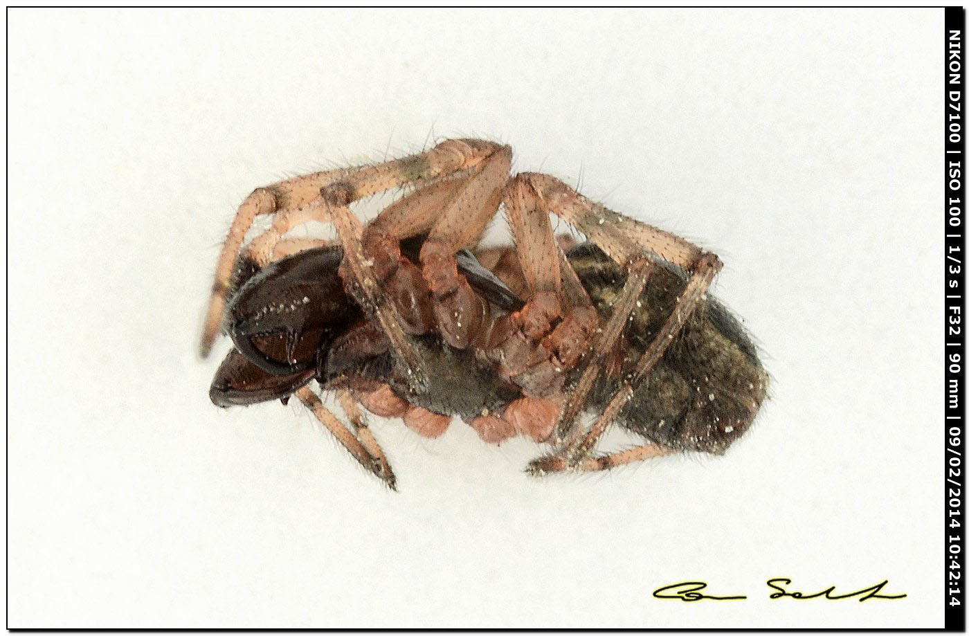 Maschio di Enoplognatha cfr mandibularis - Alghero (SS)
